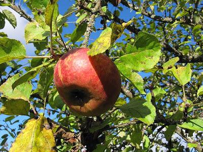 Le verger abandonné