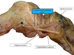ANATOMIE: Découverte d'un ligament énigmatique dans le genou – The Journal of Anatomy