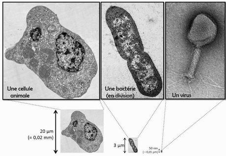 photo d'une cellule eucaryote, comparée à une bacterie (procaryote), comparée à un virus, avec echelle de taille