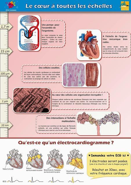 coeur ECG echelle, organe cellule, circulation sang