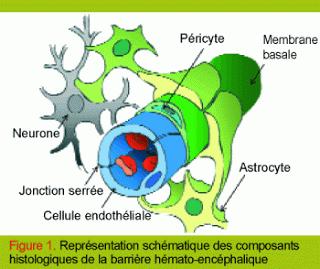 Quel est le rôle des lipoprotéines dans le cerveau?