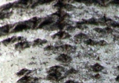 8 populus alba los romi 7 nov 2013 047 (5).jpg