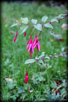 5 longues floraisons...