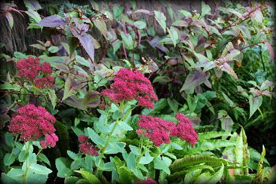 5 longues floraisons...