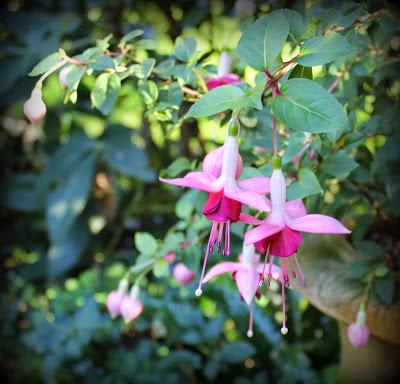 5 longues floraisons...