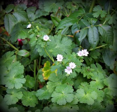 5 longues floraisons...