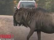 France Dans coulisses plus beaux zoos soir