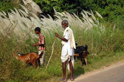 Karnataka, la vie aux champs