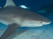 Dégradation note France requins rapprochent