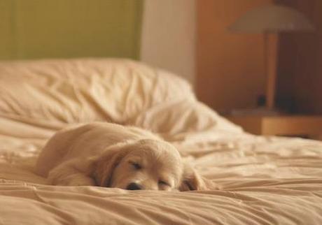 adorable-cute-dog-Favim.com-626566