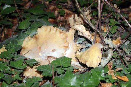 veneux 23 oct 2013 016.jpg