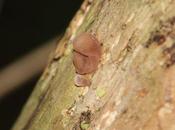 Auricularia auricula-judae