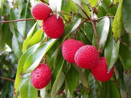 litchi1