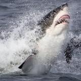 Le Phoque et le Requin – David Jenkins Phoque et le Requin 08