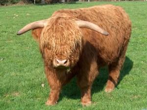 Cow_highland_cattle