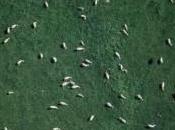 Australie témoignage d’un agriculteur utilisant drone