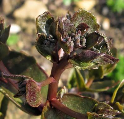 Hylotelephium ruprechtii (Orpin de Ruprecht)