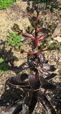 Hylotelephium ruprechtii (Orpin de Ruprecht)