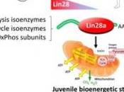 MÉDECINE RÉGÉNÉRATIVE: Lin28, gène juvénile répare cicatrise Cell