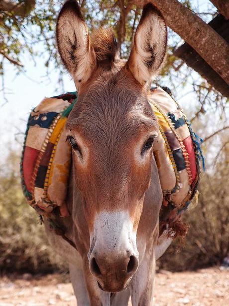 Moroccan Donkey by ahd257 on Flickr