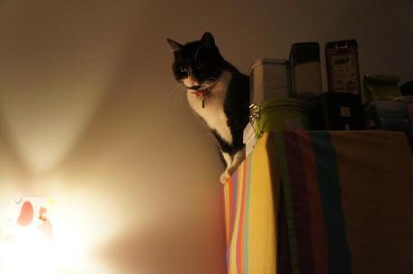 994. Cléo, jolie Cléo