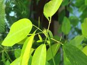 Deux plantes curieuses Desmodium Mimosa