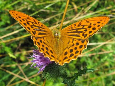 Argynnis paphia (Tabac d'Espagne)