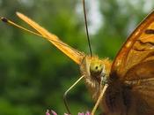 Argynnis paphia (Tabac d'Espagne)