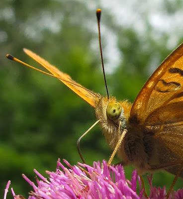 Argynnis paphia (Tabac d'Espagne)