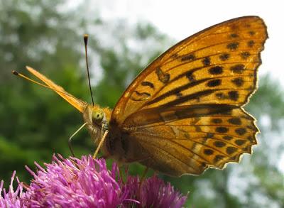Argynnis paphia (Tabac d'Espagne)