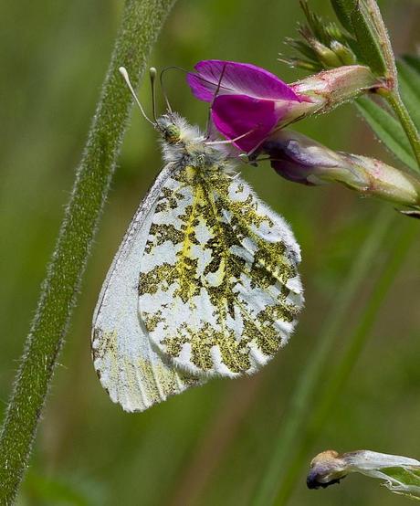 aurore - Anthocharis cardamines