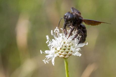 L'abeille charpentière - Xylocopa violacea