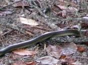 serpents forêt Fontainebleau