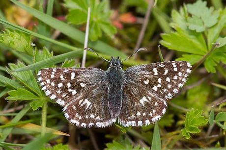 Hespéride de la mauve - Pyrgus malvae