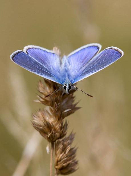 argus bleu - Papillons de la forêt de Fontainebleau