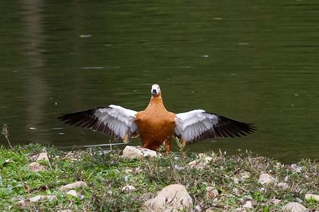 tadorne casarca ailes ouvertes
