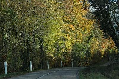 La D121 couleur forêt