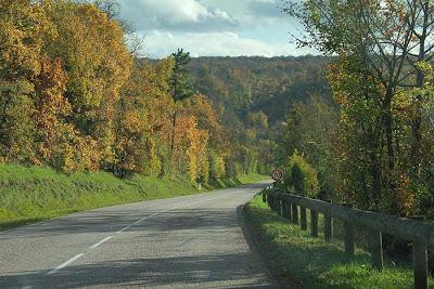 La D121 couleur forêt