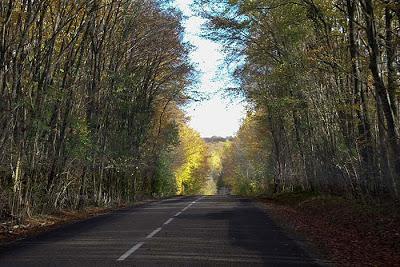 La D121 couleur forêt