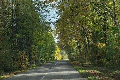 La D121 couleur forêt