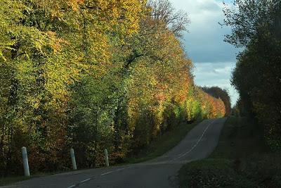 La D121 couleur forêt