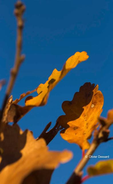 Explosion de couleurs d'automne (1)