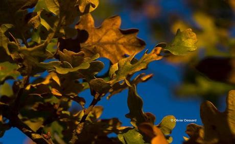 Explosion de couleurs d'automne (1)