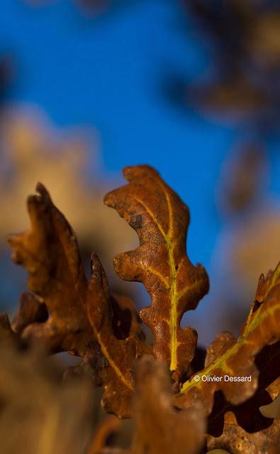 Explosion de couleurs d'automne (1)