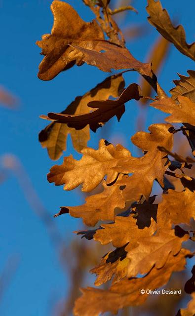 Explosion de couleurs d'automne (1)