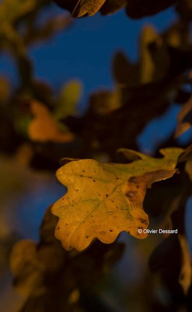 Explosion de couleurs d'automne (1)