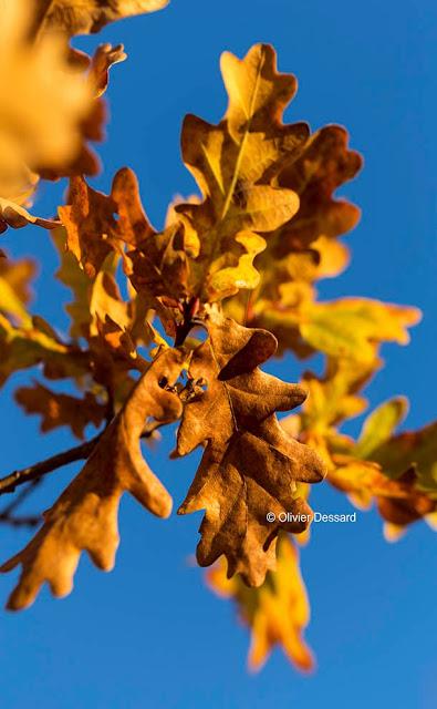Explosion de couleurs d'automne (1)