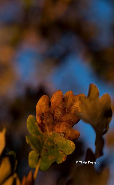 Explosion de couleurs d'automne (1)