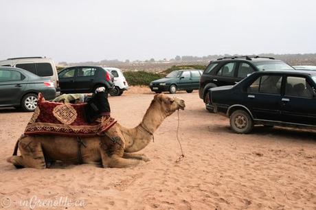 tifnit camel morocco fishing village