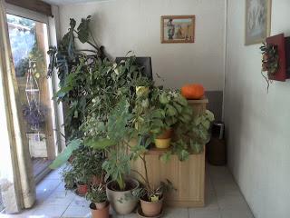 Je suis une (vrai) passionnée de plantes !